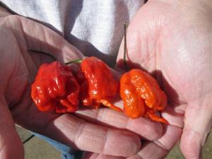 1012690-6-20150313090907-randy-schmitz-of-orland-park-illinois-says-hot-sauce-led-to-mri-that-found-cancerous-tumor-saving.jpeg