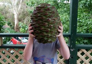 Bunya pine seed pods, such as the one that severely injured Sean Mace, can get very large, as seen in this photo by Rodmunch99.