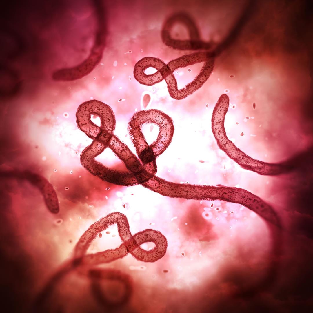 Ebola Outbreak Fueled by Incredibly Tiny Minority - Newser - Newser