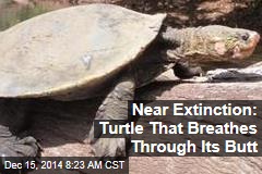 Near Extinction: Turtle That Breathes Through Its Butt