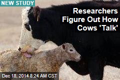 Researchers Figure Out How Cows &#39;Talk&#39;
