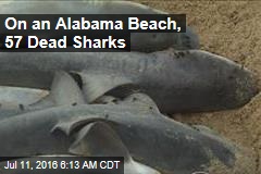 On an Alabama Beach, 57 Dead Sharks