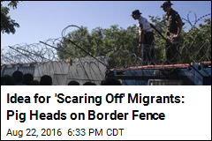 Idea for 'Scaring Off' Migrants: Pig Heads on Border Fence