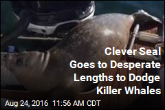 Clever Seal Goes to Desperate Lengths to Dodge Killer Whales