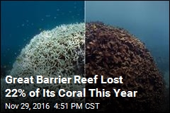 Great Barrier Reef Lost 22% of Its Coral This Year