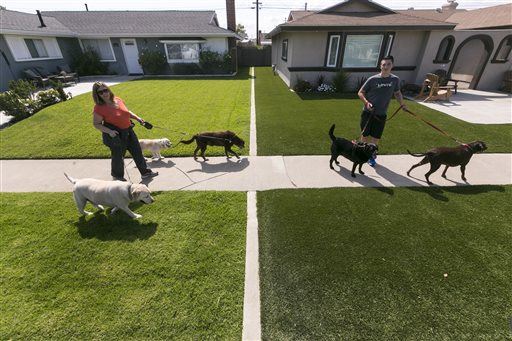snitching on water wasters goes viral as green lawns separate