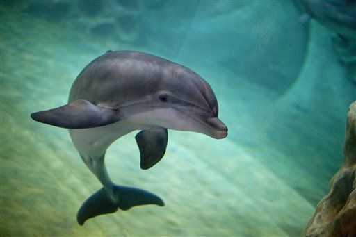 dolphins killing sf bay porpoises