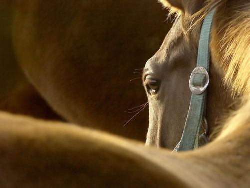 forget europe: us may ok horse meat plant