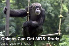 Image result for can chimpanzees get hiv?